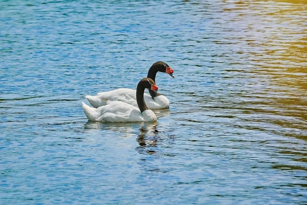 Schwarzhalsschwäne See — Stockfoto