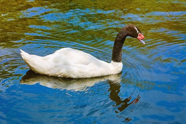 Labuť Černokrká Jezeře — Stock fotografie