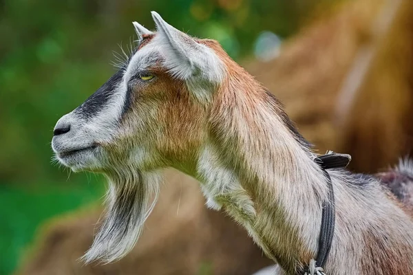 Gros Plan Portrait Billy Goat Sans Cornes Image En Vente