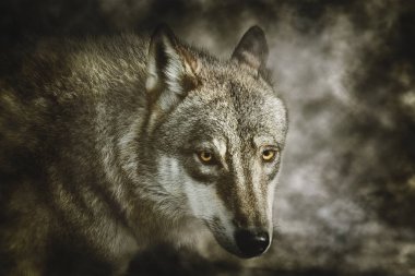 Gri Kurt Portresi (Canis lupus) 