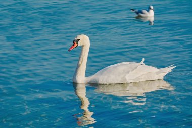 Gölde beyaz kuğu