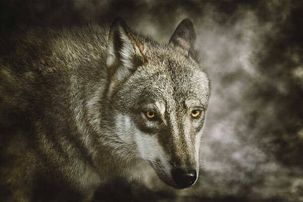 Portrait of Grey Wolf (Canis Lupus)
