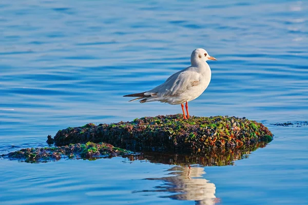 Seagul Sobre Pedra Mar Negro — Fotografia de Stock