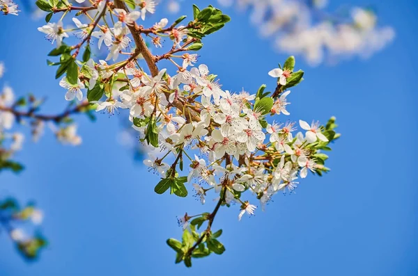 Înflorirea Migdalelor Împotriva Cerului Albastru — Fotografie, imagine de stoc