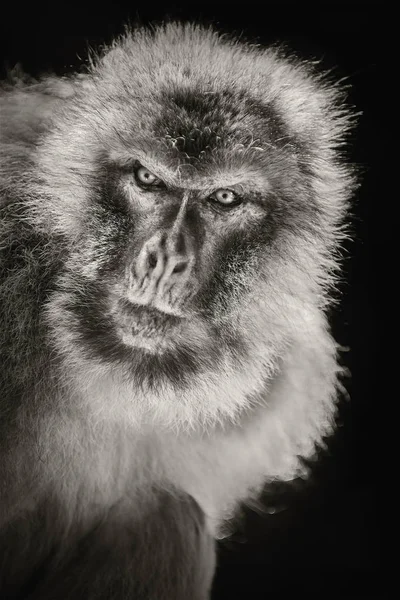 Gros Plan Portrait Macaque Barbu Macaca Sylvanus — Photo