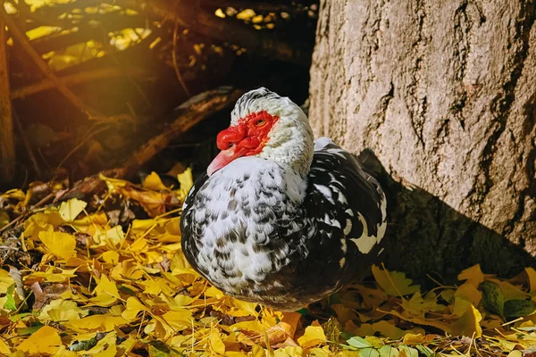 Muscovy Duck Cairina Moschata Yellow Leaves — Stock Photo, Image