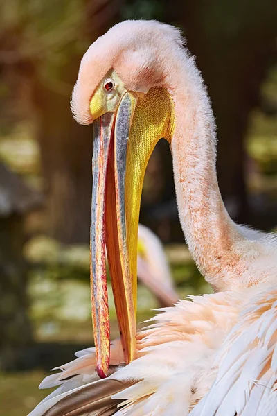 Portrait Pélican Qui Nettoie Ses Plumes — Photo