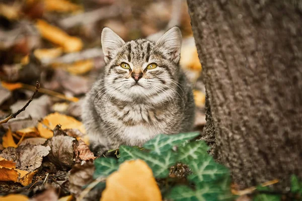 Malé Kotě Ležící Poblíž Stromu — Stock fotografie