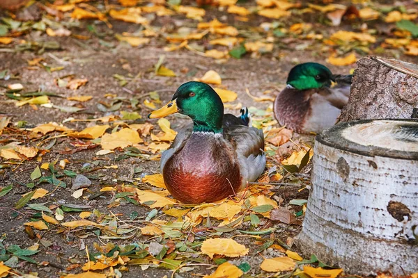 Duck Resting Ground Stump — Stock Photo, Image