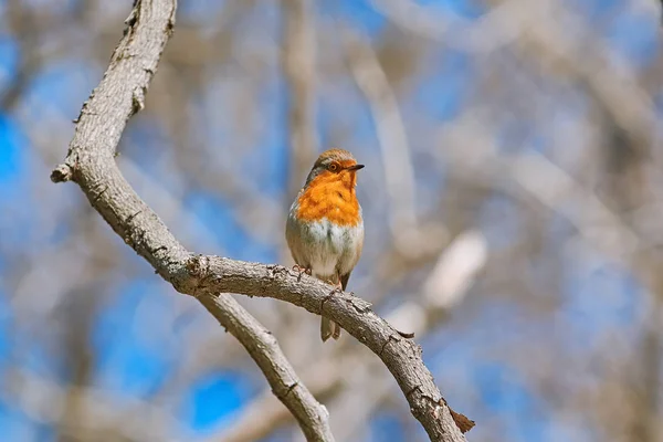 Červenka Obecná Erithacus Rubecula Prohlížení Větvi Stromu — Stock fotografie