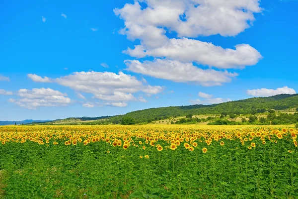 Fielda Yellow Sunflowers Bulgaria — Stock Photo, Image