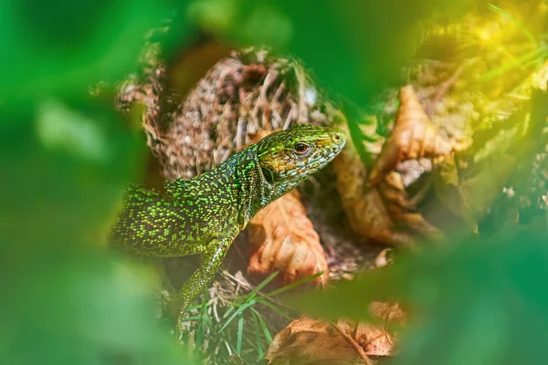 Europeiska Grön Ödla Lacerta Viridis Bland Blad — Stockfoto