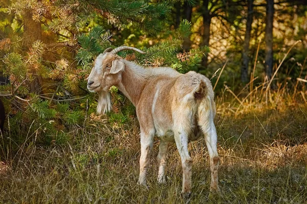 Domestic Goat Horns Capra Aegagrus Hircus — Stock Photo, Image