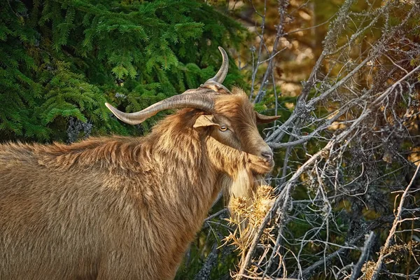 Tamget Med Horn Capra Aegagrus Hircus — Stockfoto