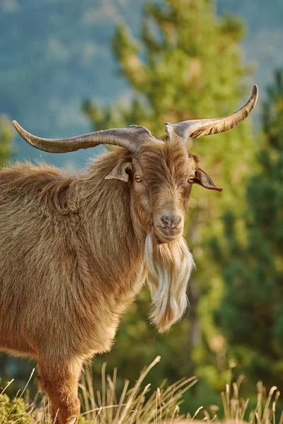 Portrait Chèvre Domestique Aux Cornes Capra Aegagrus Hircus — Photo