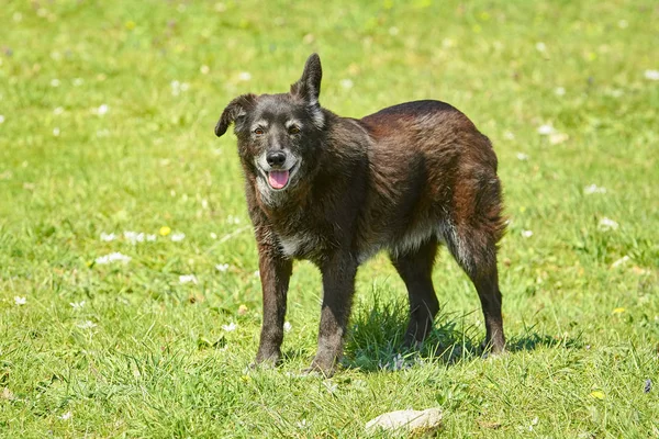 Mongrel Dog Sul Prato Primavera — Foto Stock