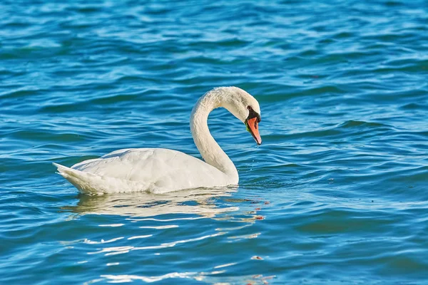 Cigno Bianco Nella Baia Del Mar Nero — Foto Stock