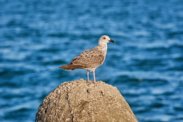 Jovem Gaivota Pedra Contra Fundo Mar Negro — Fotografia de Stock