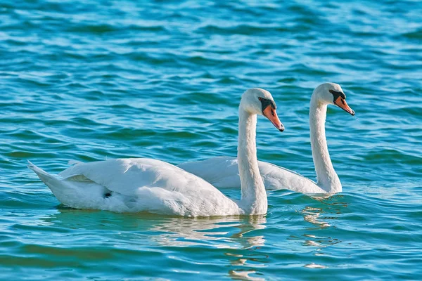 Pair White Swans Black Sea Bay — Stock Photo, Image