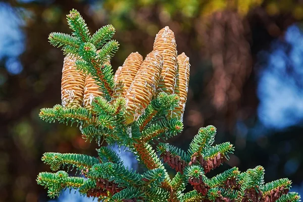 Immature Cones Manchurian Fir Covered Resin — Stock Photo, Image