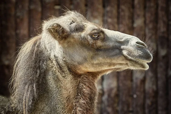 Portrait Camel Dark Background — Stock Photo, Image