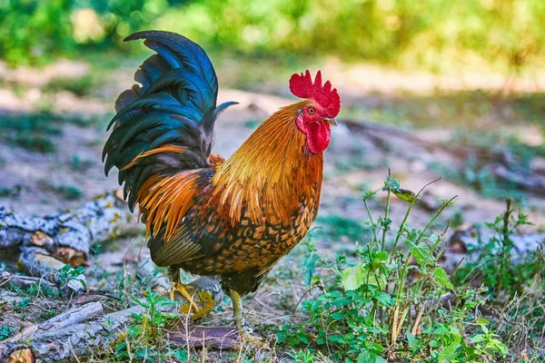 Rooster Gallus Gallus Domesticus Yard — Stock Photo, Image