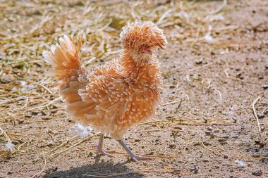 Bahçedeki ufak tefek tavuk Lehçe Frizzle