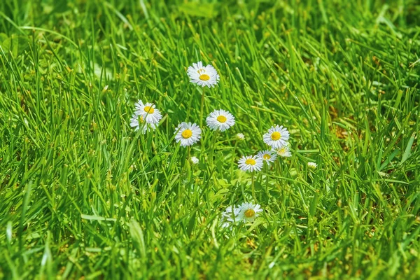 Some Camomile Flowers Green Grass — Stock Photo, Image