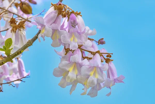 Paulownia Fortunei Virágok Ellen Kék — Stock Fotó