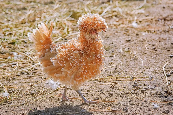 Polish Frizzle Bantam Chicken Yard — Stock Photo, Image