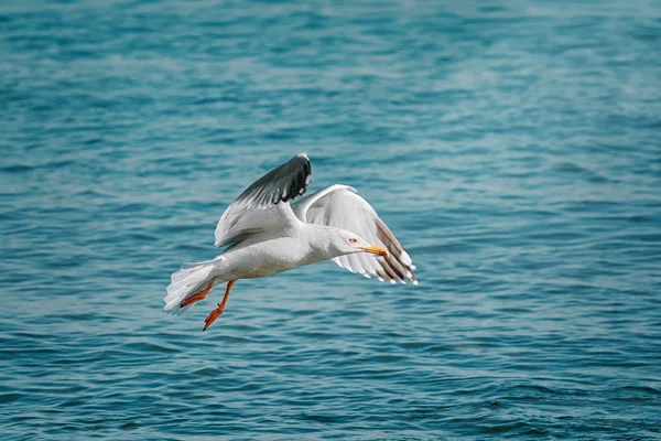 European Herring Gull Larus Argentatus Black Sea — Stock Photo, Image