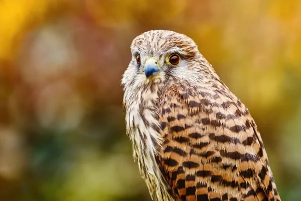 Portrait Faucon Crécerelle Falco Tinnunculus — Photo