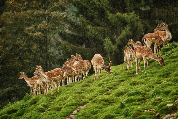 Deers Slope Hill Forest — Stock Photo, Image