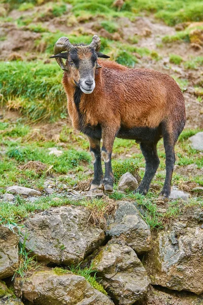 Yağmurlu Havalarda Taşlar Üzerinde Duran Ram — Stok fotoğraf