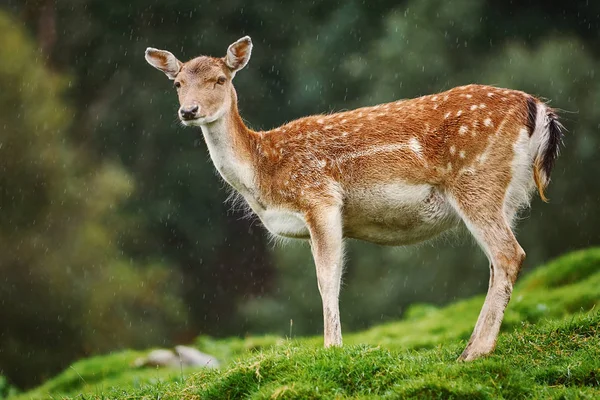 Cerfs Sous Pluie Bord Forêt — Photo