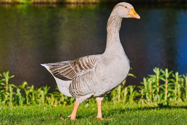 Oca Grigia Sulla Riva Fiume — Foto Stock