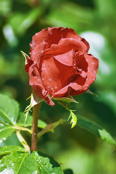 Röd Ros Blomma Med Vattendroppar — Stockfoto