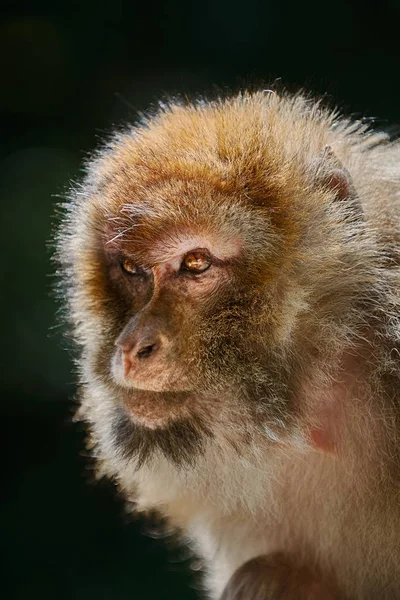 Closeup Portrait Barbary Macaque Macaca Sylvanus — 스톡 사진