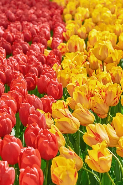 オランダの赤と黄色のチューリップの花壇 — ストック写真