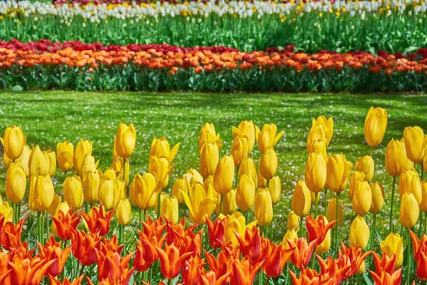 Květinová Postel Červených Žlutých Tulipánů — Stock fotografie