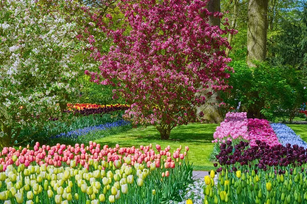 Printemps Aux Pays Bas Lits Fleurs Avec Différents Types Tulipes — Photo