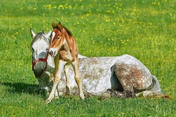 青草地上的野马 — 图库照片