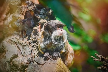 İmparator Tamarin (Saguinus Imperator) seyir defterinde