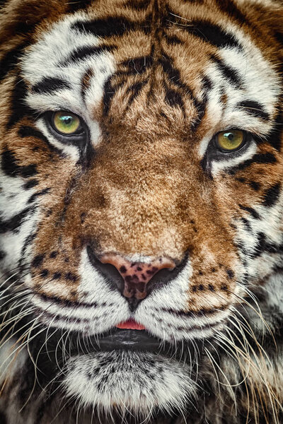 Close Up Portrait of Tiger Looking Ahead
