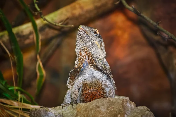 Guatemalalı Dikenli Kuyruklu Iguana Taşın Üstünde — Stok fotoğraf