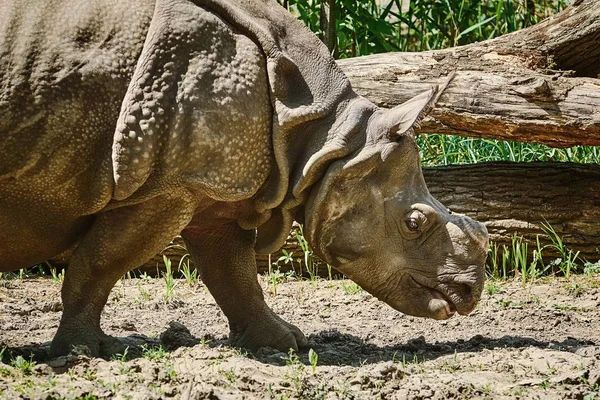 Rhinoceros Diceros Bicornis 犀牛家族是现存最大的巨型动物中的一些 — 图库照片