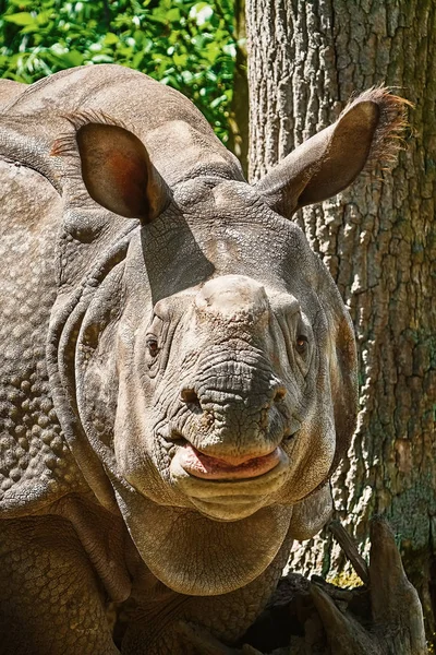 Rhinoceros Diceros Bicornis 犀牛家族是现存最大的巨型动物中的一些 — 图库照片