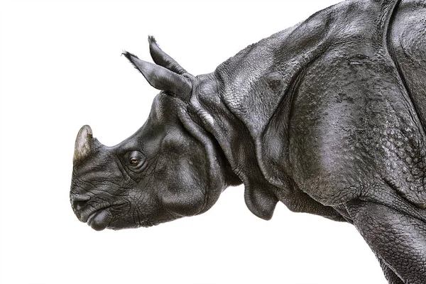 Ritratto Ravvicinato Rinoceronte Nero Diceros Bicornis — Foto Stock