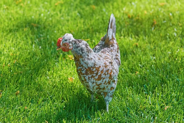 Chicken Gallus Gallus Domesticus Green Grass — Stock Photo, Image