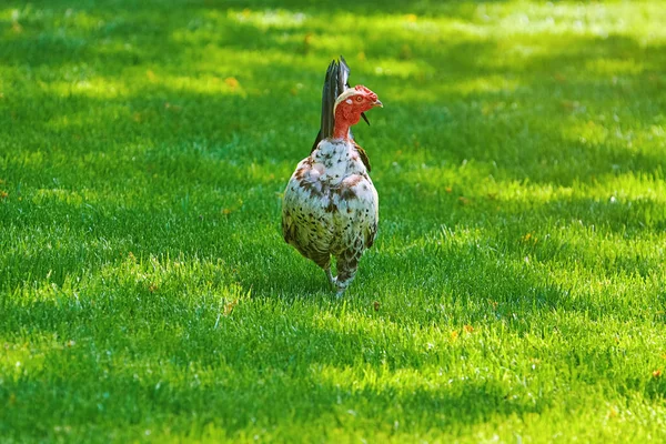 Kogut Gallus Gallus Domesticus Podwórzu Zieloną Trawą — Zdjęcie stockowe